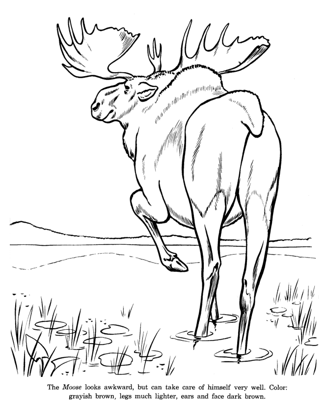 Wild Moose drawing and coloring page