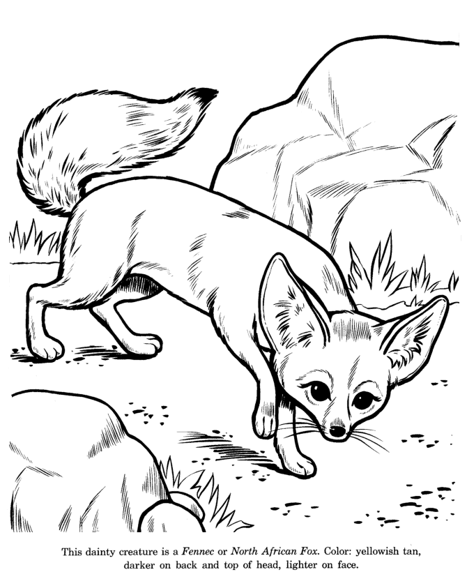 Fennec Fox coloring page