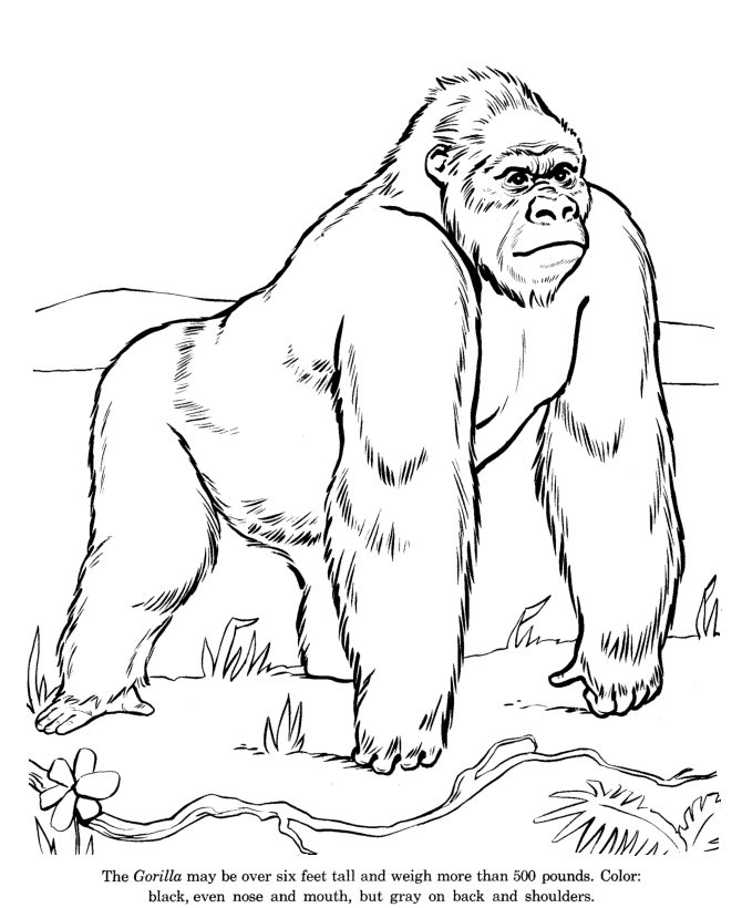 Wild Gorilla drawing and coloring page