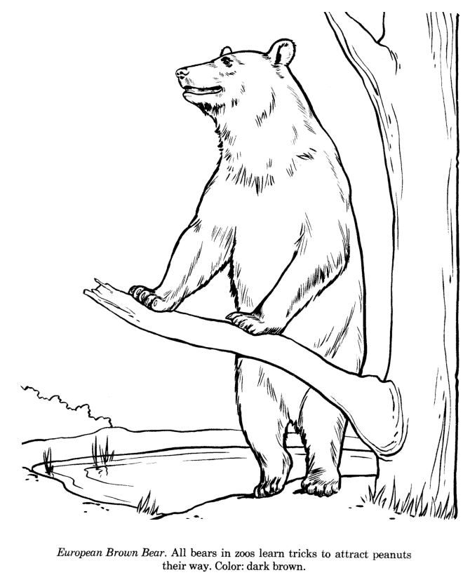 Brown Bear drawing and coloring page