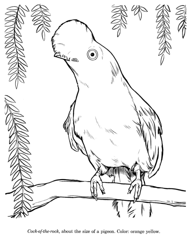 Cock-of-the-Rock coloring page