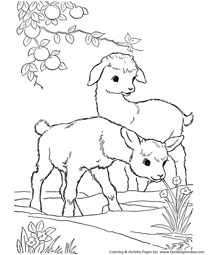 Farm animal coloring page Goat | Kid goats