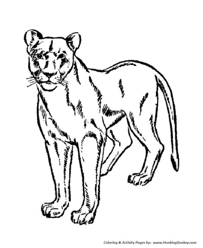 Wild animal coloring page | Female lion, lioness Coloring page