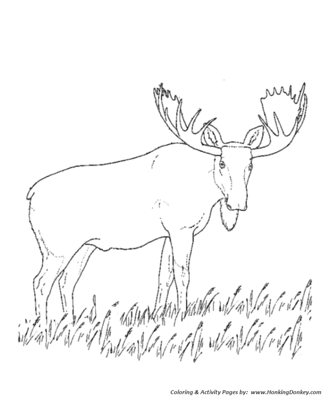 Grazing moose coloring page | Moose Coloring page