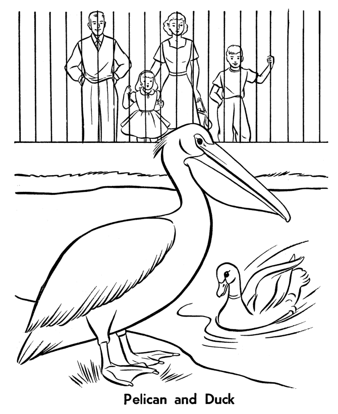 Zoo Birds coloring page | Pelican and Duck Exhibit