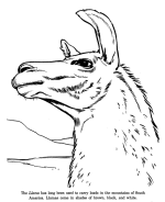 Llama Animal Drawing | Animal Coloring sheet 