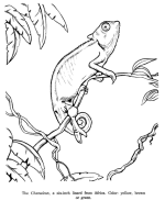 Chameleon Animal Identification Coloring Pages | Wild Animal Coloring 
