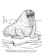Walrus Coloring Pages | Wild Animal Coloring 