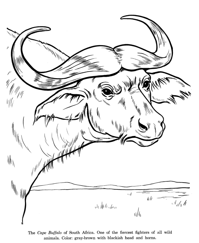 Cape Buffalo drawing and coloring page