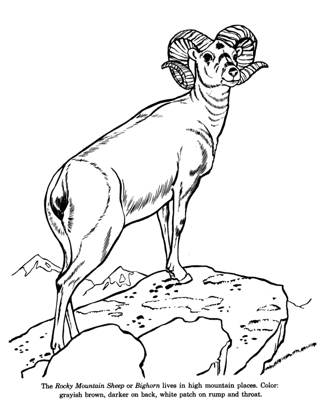 Bighorn Sheep drawing and coloring page