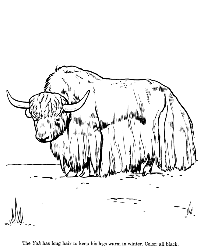 Wild Yak drawing and coloring page