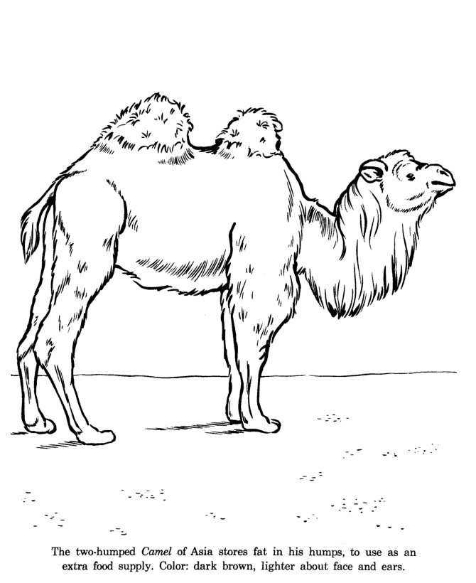 Asian Camel drawing and coloring page