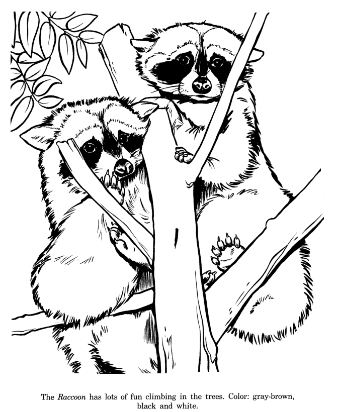 Raccoon coloring page