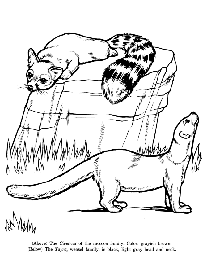 Civet-cat and Tayra coloring page