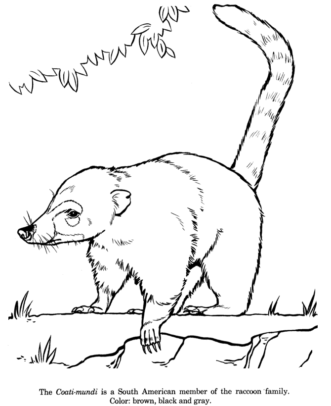 Coati-mundi coloring page