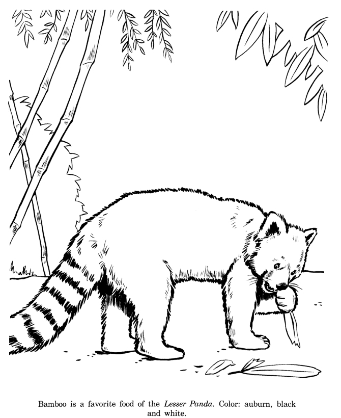 Lesser Panda coloring page