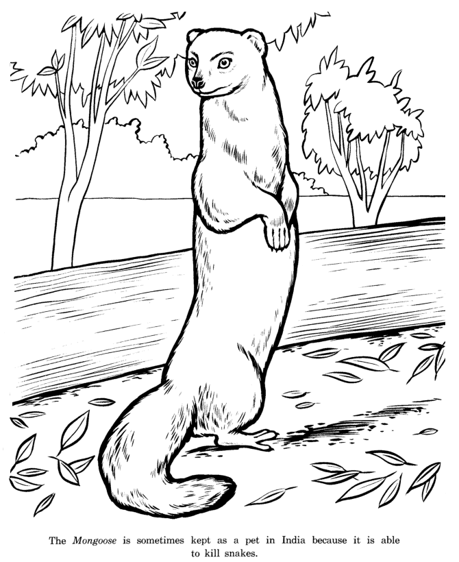 Mongoose coloring page