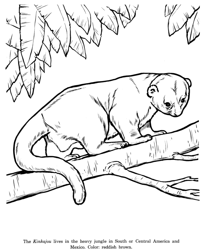 Kinkajou coloring page