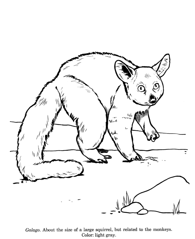 Galago coloring page