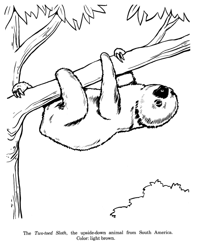sloth coloring toed drawings drawing animal sloths three animals template baby printable draw faultier clipart honkingdonkey colouring sheets outline rainforest
