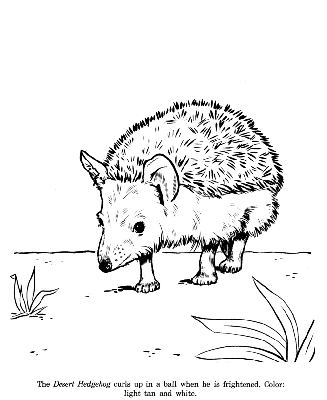 Hedgehog coloring page