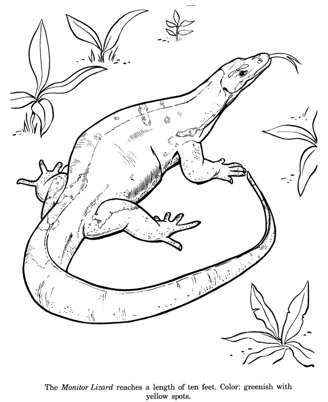 Monitor Lizard coloring page