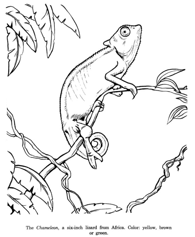 Chameleon coloring page