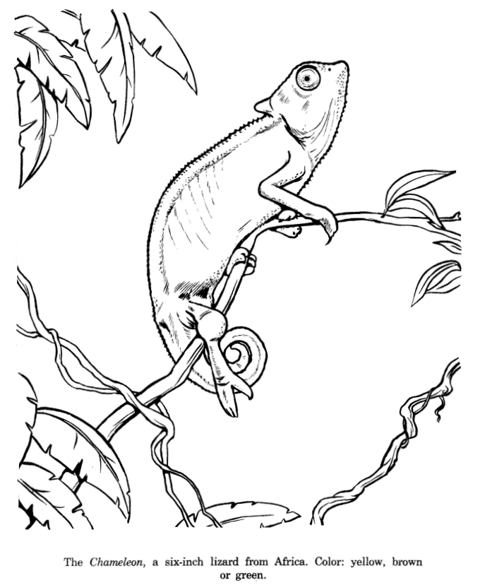 Animal Drawings Coloring Pages | Chameleon animal identification