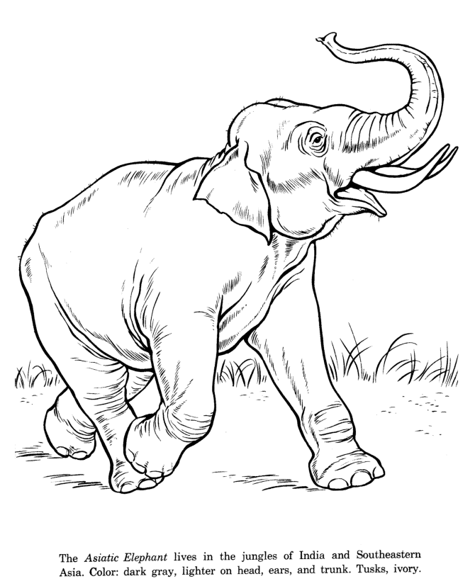 Asian Elephant drawing and coloring page