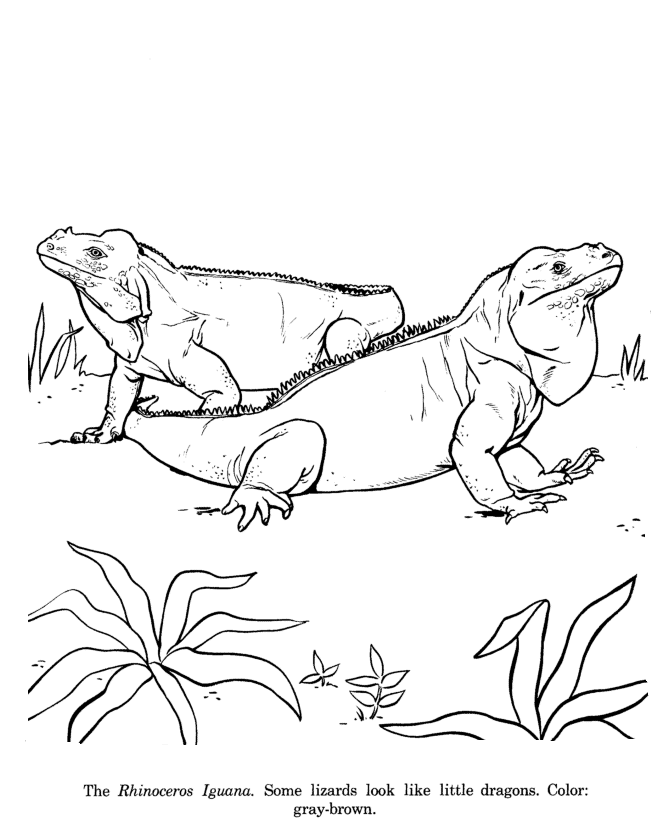 Rhinoceros Iguana drawing and coloring page