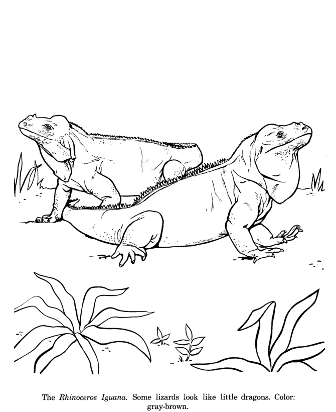 Rhinoceros Iguana  drawing and coloring page