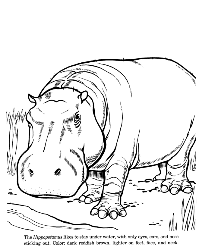 Hippopotamus drawing and coloring page