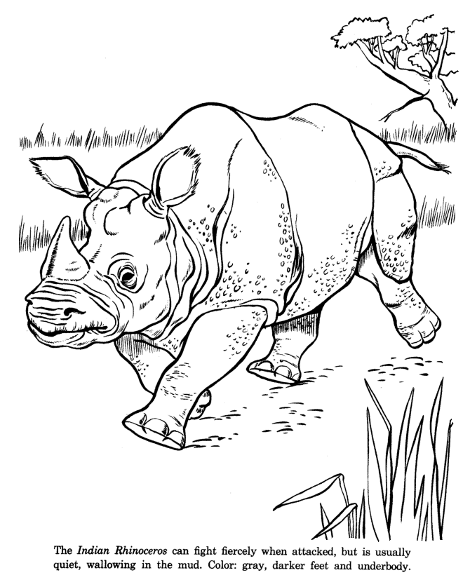 Indian Rhinoceros drawing and coloring page