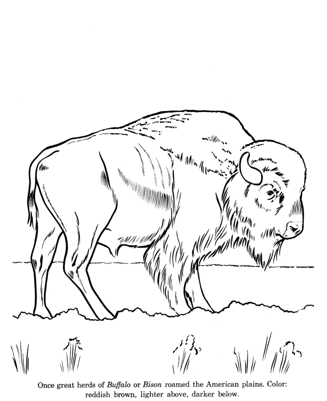 Wild Bison drawing and coloring page