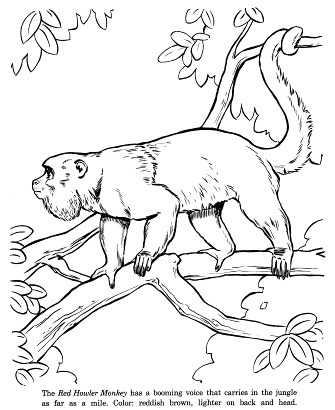 Red Howler Monkey drawing and coloring page