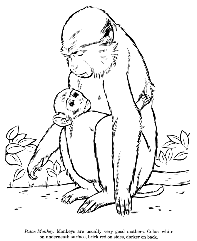 Patas Monkey drawing and coloring page