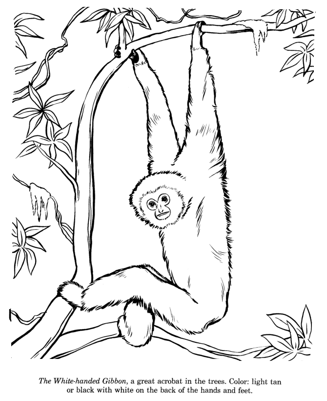 White Handed Gibbon coloring page
