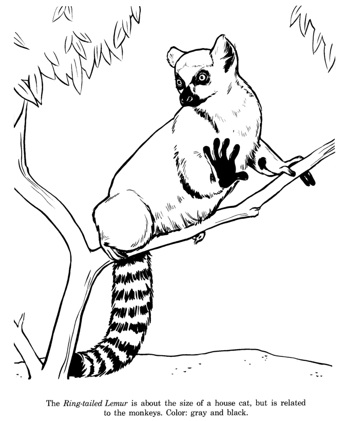 Ring Tailed Lemur coloring page