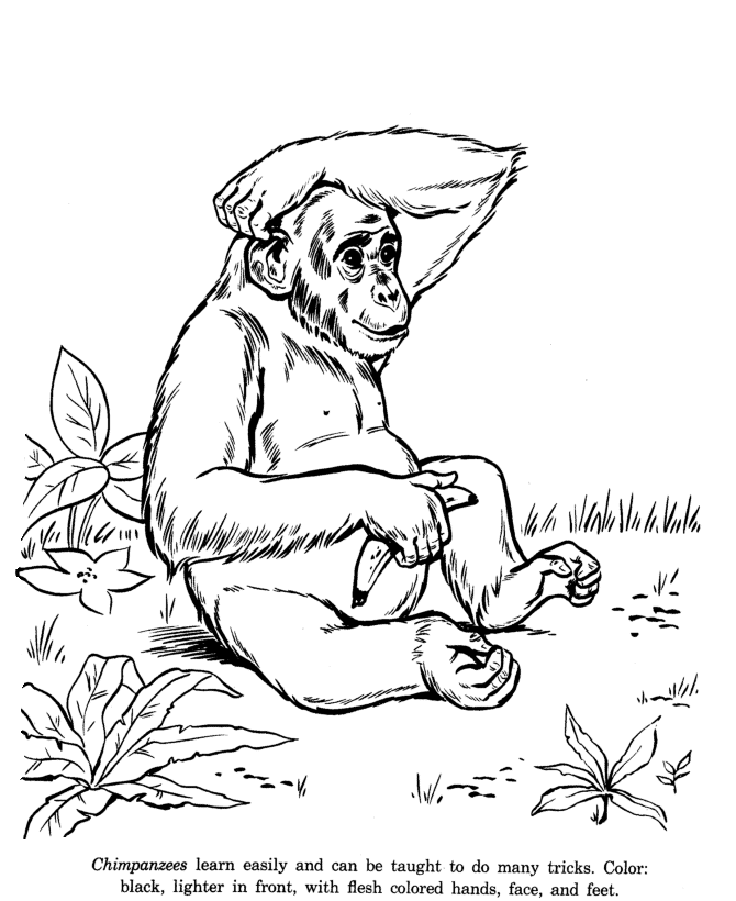 Chimpanzees drawing and coloring page