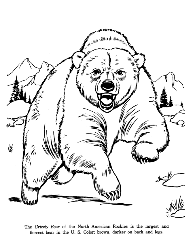 Animal Drawings Coloring Pages | Grizzly Bear animal 