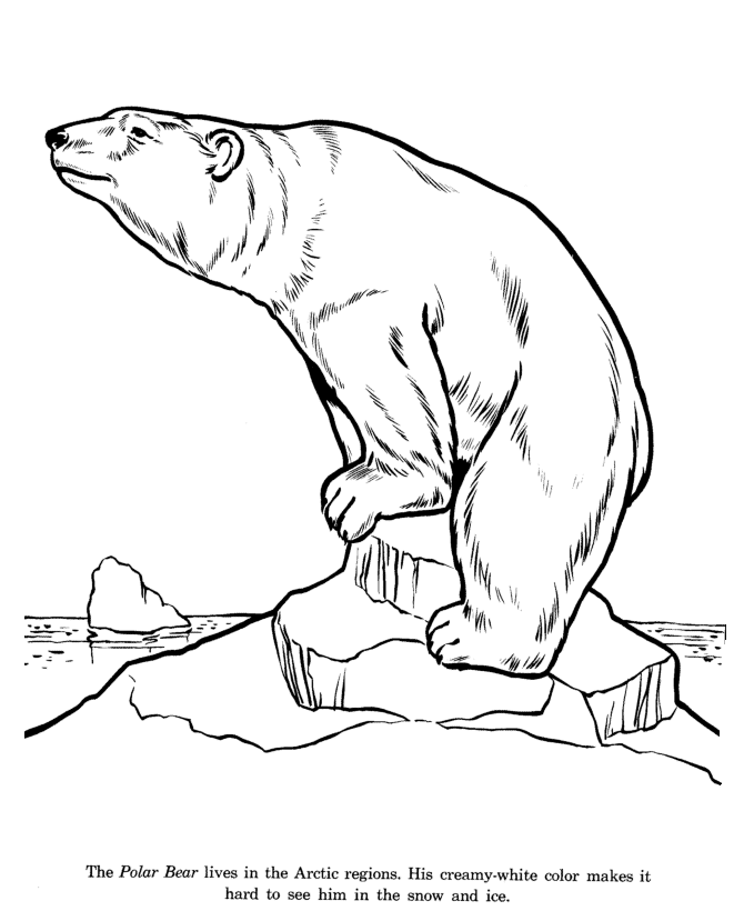 Polar Bear drawing and coloring page