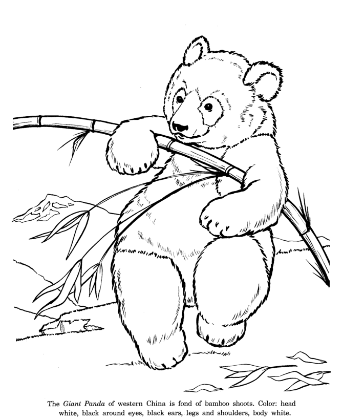 Giant Panda Bear coloring page