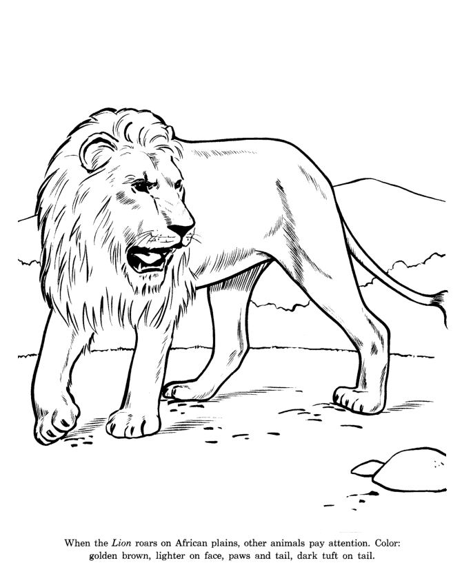 Animal Drawings Coloring Pages | Lion animal identification drawing and