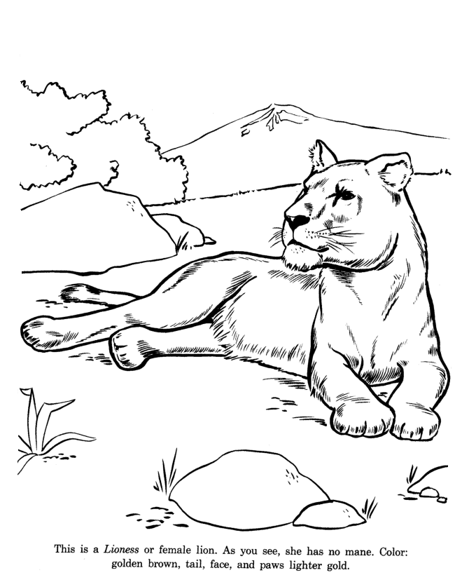 Animal Drawings Coloring Pages | Lioness animal identification drawing