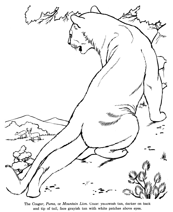 Cougar coloring page