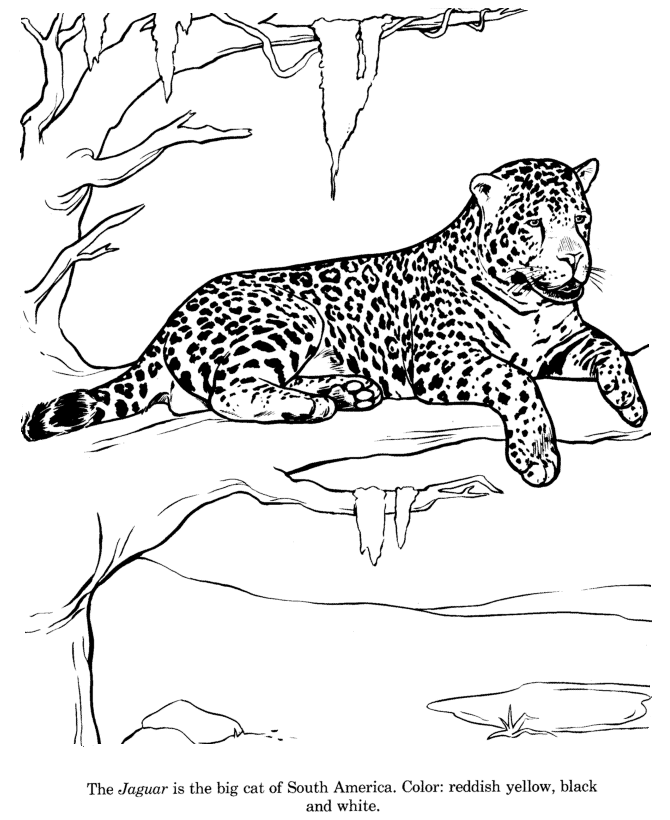 Animal Drawings Coloring Pages | Jaguar animal identification drawing and  coloring pages | HonkingDonkey