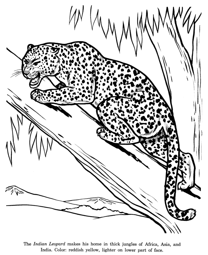 Indian Leopard coloring page