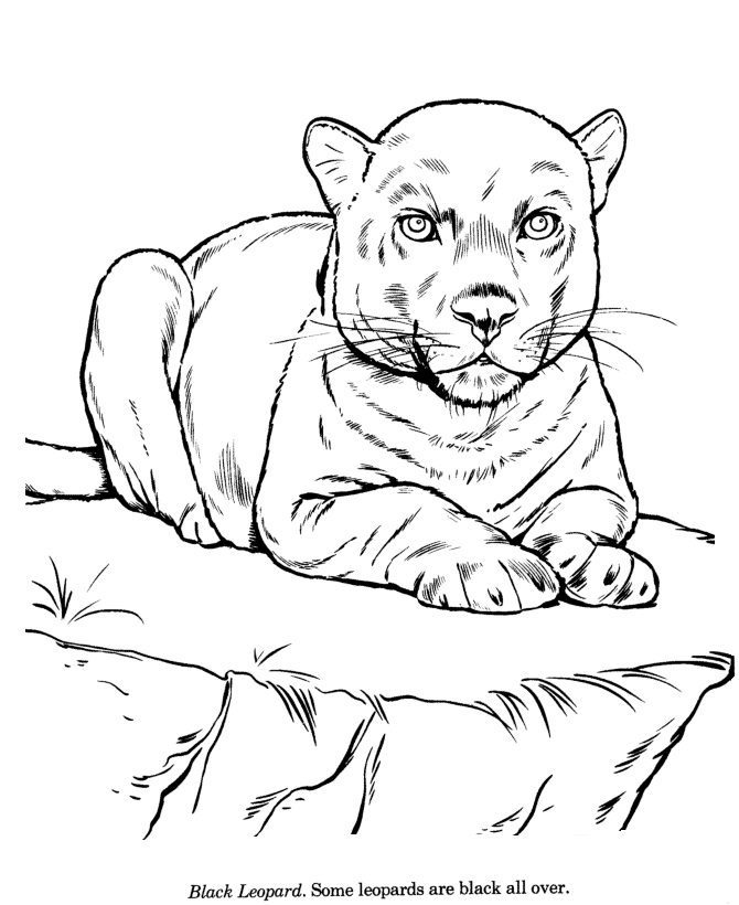 Black Leopard coloring page