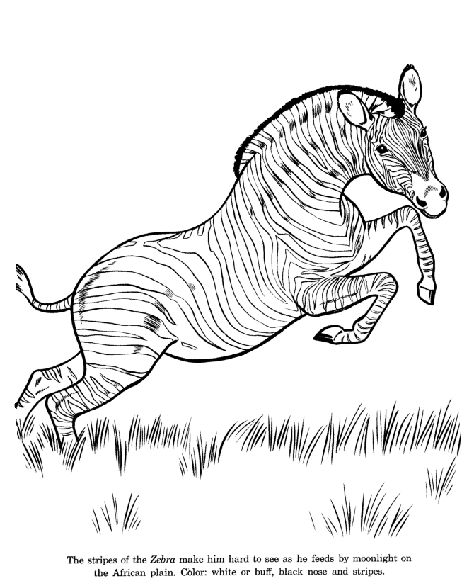 Zebra coloring page