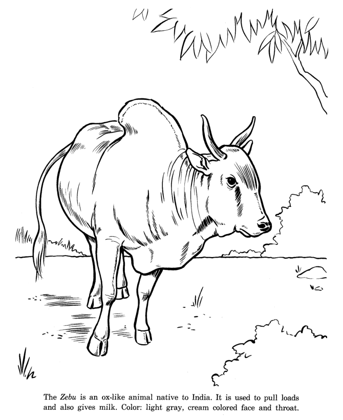 Zebu coloring page